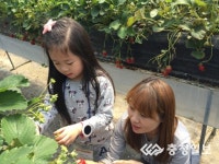 [화제] 백혈병소아암어린이들 딸기 따며 추억 한아름