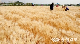 보리밭 황금물결넘실