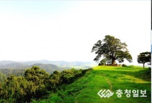 부여 성흥산 사랑나무, 드라마 촬영지로 각광