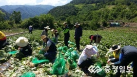단양 가곡면사무소, 우박피해 배추 농가 돕기 훈훈