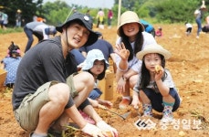 해나루황토감자축제 17일 팡파르