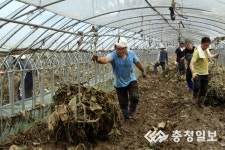 휴가 미루고 복구 활동 보건산업진흥원 농가 돕기