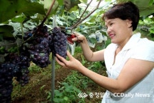 새콤달콤 해나루포도 본격 출하