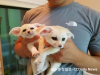 청주여우와랏 주식회사 | 새끼 사막여우·미어캣 청주동물원 관람객에 인기