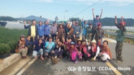 도로변 국화 꽃길 조성 구슬땀 