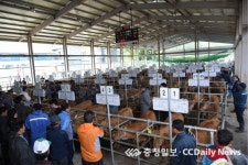 제천가축시장 새 단장… 우량 한우 경매