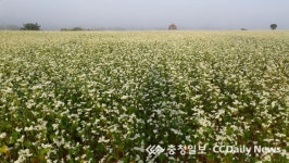 목계나루 남한강변 메밀꽃 장관