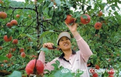 청원생명 사과 아삭아삭 꿀맛