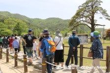 정이품송 마실가자    5일 부터 30여일간 개최