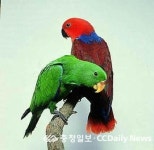 좁은 실내에서도 사육가능한 반려조, 토탈펫에서 분양 선보여