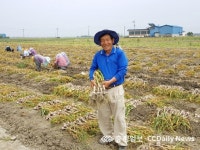 벼농사 보다 양파·마늘이 효자