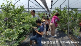 금강모치마을서 30일 블루베리 축제