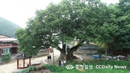 3·1 운동 수호신 독립군 나무폭염·가뭄 속에서도 위풍당당