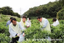 농협 고추수확 일손돕기 구슬땀