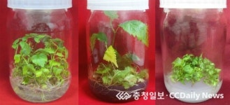 충북농기원, 조직배양 신기술 특허 등록