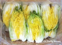 괴산 절임배추 한 상자 3만원