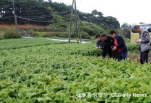 태안군, 잎들깨 종자 생산 메카 부상