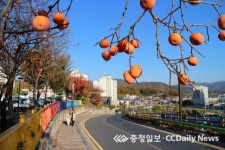 주황빛 가을, 무르익는 영동