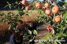 48년 된 원조 후지 사과나무 건재