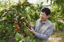 과일의 왕은 보은 대추