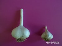 충북 농업기술원, 코끼리마늘 조직배양 기술 특허 등록