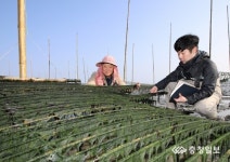 서해안 매생이 시험 양식 성공
