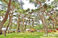 새 단장 송호관광지 내달 1일 개장