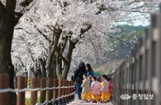 연춘리∼운용리 15㎞ 벚꽃으로 수놓다