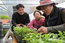고품질 유기농 고추 재배 시작