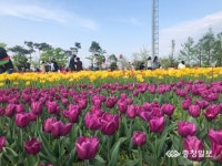 청주 문암생태공원 튤립 정원 나들이객 북적
