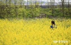 천안 풍서천변 유채꽃 절정