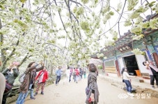 서산 관광객 전년 比 74% 증가… 인센티브제 효과 톡톡