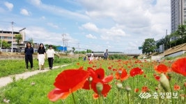 꽃양귀비 흐드러진 충주천의 여름 
