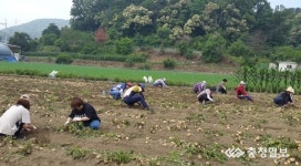 청주 성화개신죽림동, 농촌 일손 돕기