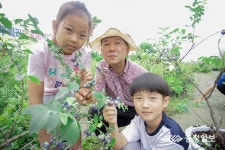 천안유영농원 블루베리 따먹기 성료