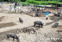 충주시-대한한돈協 아프리카돼지열병 차단 총력