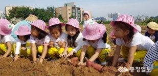 음성 금왕읍 주민자치위, 고구마 수확체험 실시