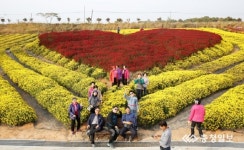 서산국화축제 내달 1일 팡파르