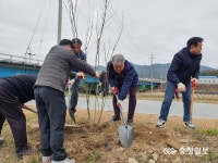금산군, 제원면 천내리 금강 고수부지 라일락 꽃길 조성