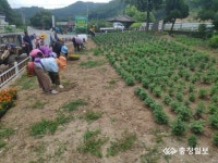 금산 진산면, 꽃밭공원 조성