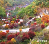 관광1번지 단양군, 명품가로수길 조성