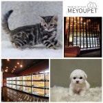 강아지분양 애견샵미유펫, 초보반려인들을 돕는 반려문화의 선진화 추구