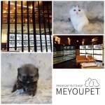 고양이분양 애견샵 미유펫, 반려인 맞춤 니즈 부응하기 노력