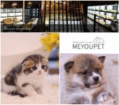 품종의 다양성, 강아지분양 애견샵 미유펫
