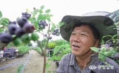 천안유영농원 불루베리 따먹기 무료 체험행사
