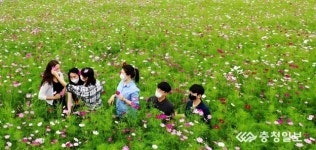 금산 부리면 코스모스 활짝