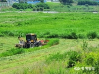 충주시, 강변 야초 수확해 소 사료비 절감