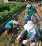 음성 맹동면새마을남녀지도자협, 김장배추 심기 행사 열어