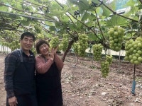 샤인 머스캣으로 고소득 농가 주목