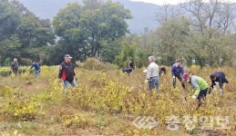 천안시 북면 이장협의회 사랑의 들깨 수확 행사